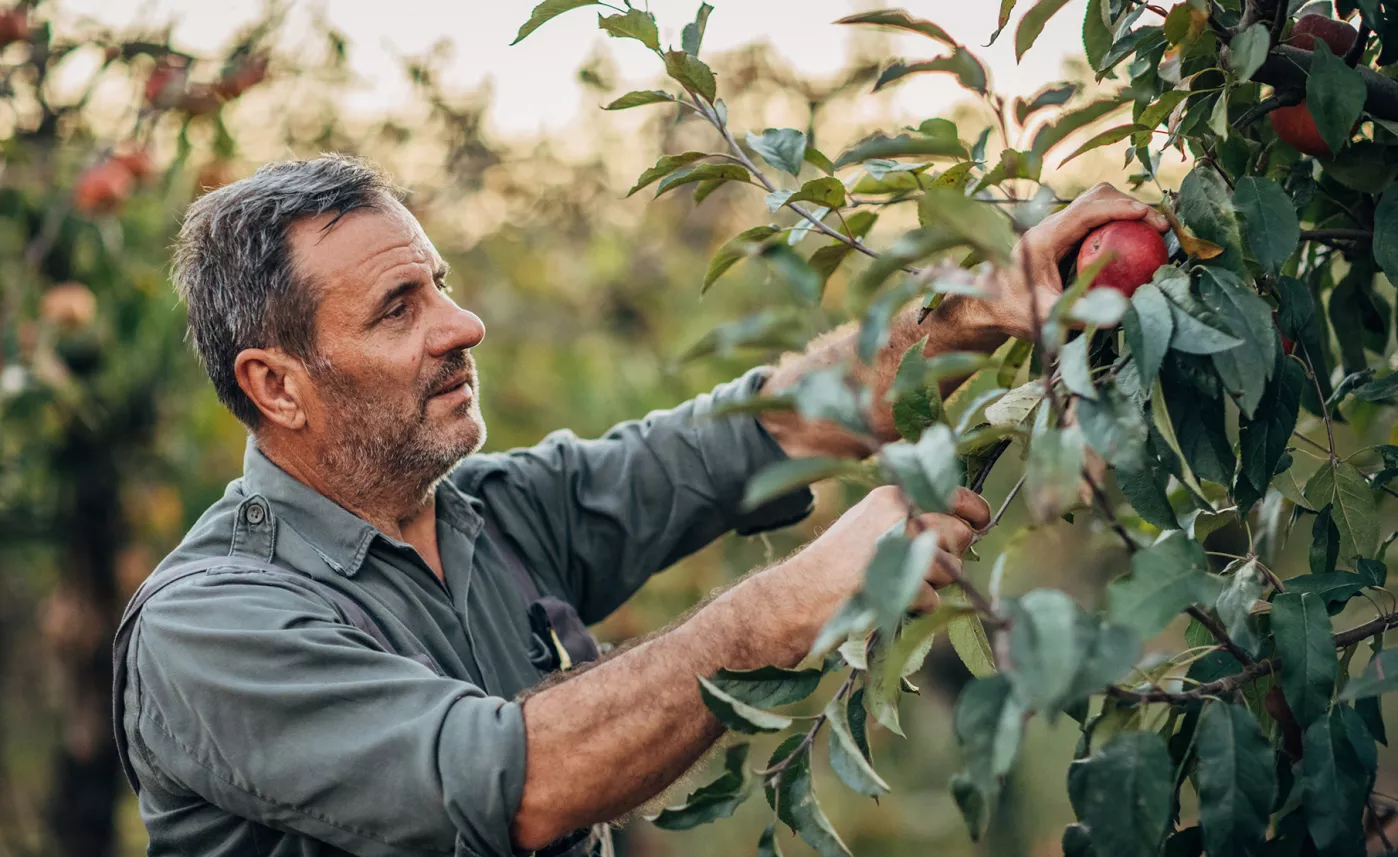 Homme cueillant des pommes dans un arbre