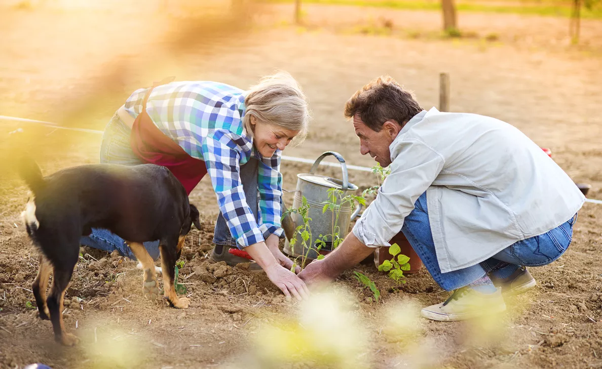 A retirement-aged couple work in their garden together as their dog watches on.