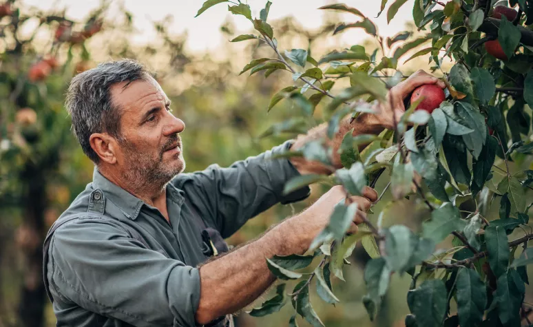 Homme cueillant des pommes dans un arbre